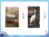 小學(xué)科學(xué)一年級(jí)下冊(cè)教科版《給動(dòng)物分類》教學(xué)課件