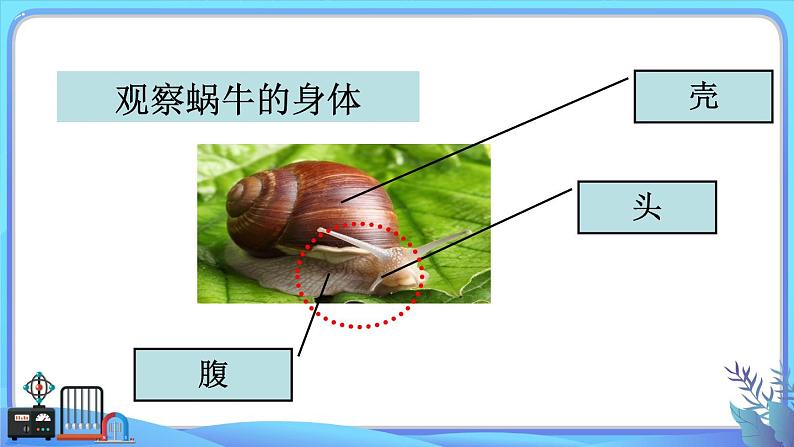 小学科学一年级下册教科版《观察一种动物》教学课件05