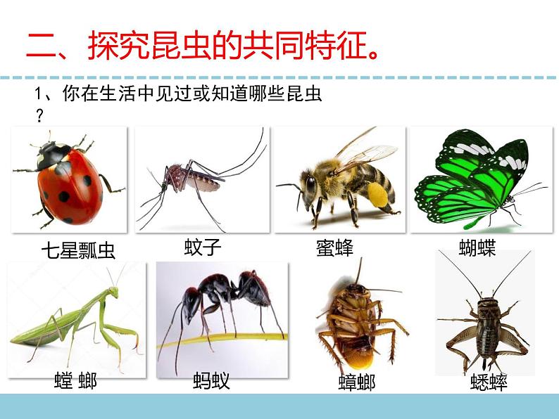 苏教版小学科学四下第三单元《9.庞大的家族》课件PPT+教案+视频素材04