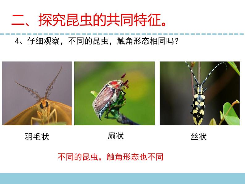 苏教版小学科学四下第三单元《9.庞大的家族》课件PPT+教案+视频素材07