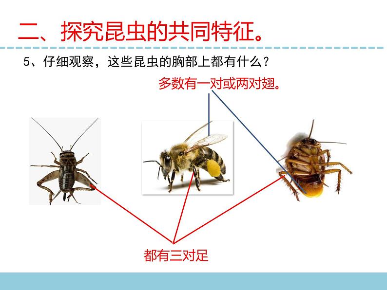 苏教版小学科学四下第三单元《9.庞大的家族》课件PPT+教案+视频素材08