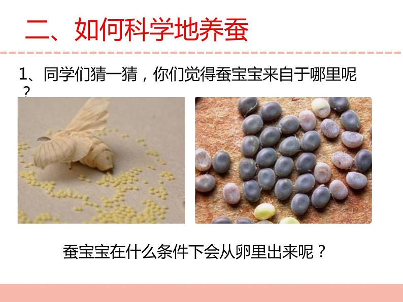 苏教版小学科学四下第三单元《10.养昆虫》（第一课时）课件PPT+教案+视频素材05