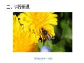 小學科學教科版一年級下冊2校園里的動物課件PPT