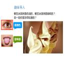 小學(xué)科學(xué)教科版一年級下冊3發(fā)現(xiàn)物體的特征課件PPT