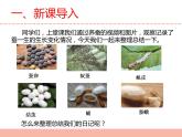 苏教版小学科学四下第三单元《10.养昆虫》（第二课时）课件PPT+教案+视频素材