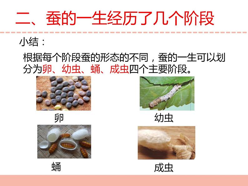 苏教版小学科学四下第三单元《10.养昆虫》（第二课时）课件PPT+教案+视频素材05