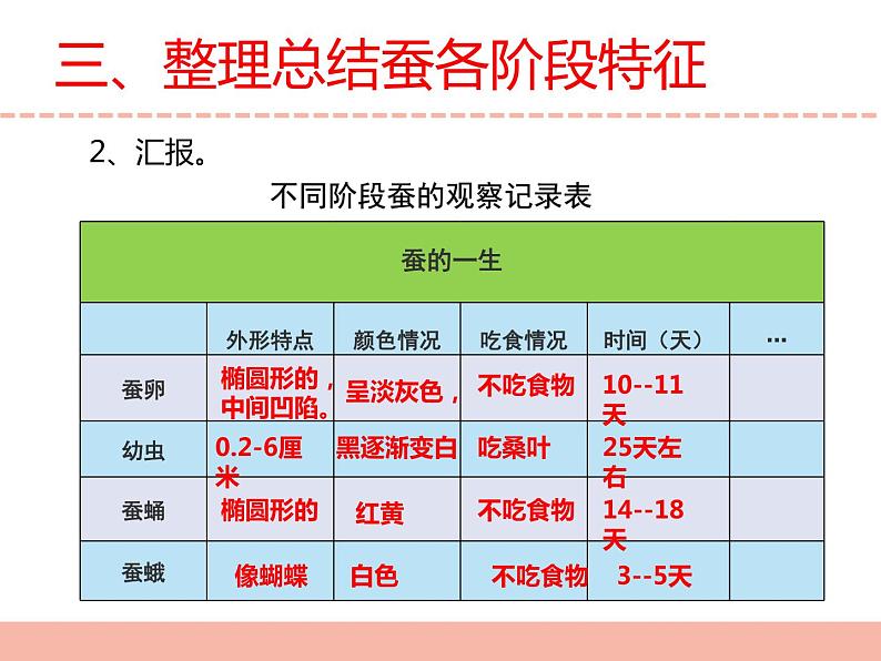 苏教版小学科学四下第三单元《10.养昆虫》（第二课时）课件PPT+教案+视频素材07