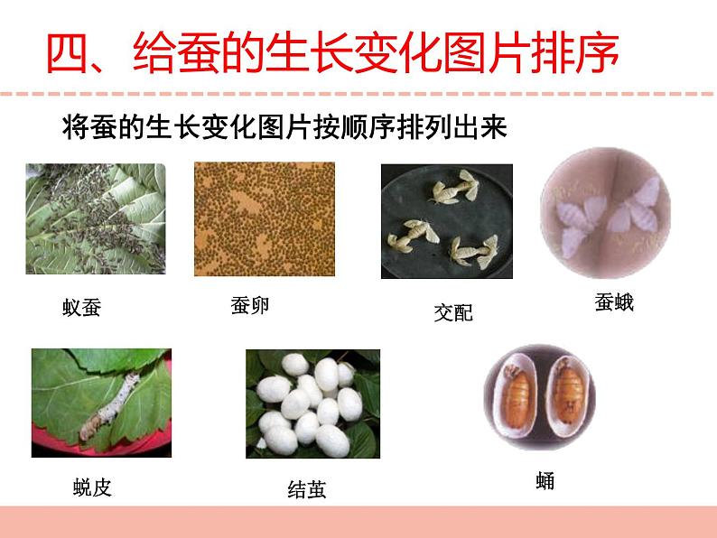 苏教版小学科学四下第三单元《10.养昆虫》（第二课时）课件PPT+教案+视频素材08