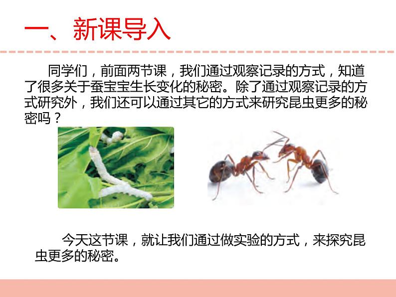 苏教版小学科学四下第三单元《11.探究昆虫的奥秘》课件PPT+教案+视频素材03