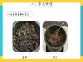 1.1 种子发芽了 （课件+教案+视频）