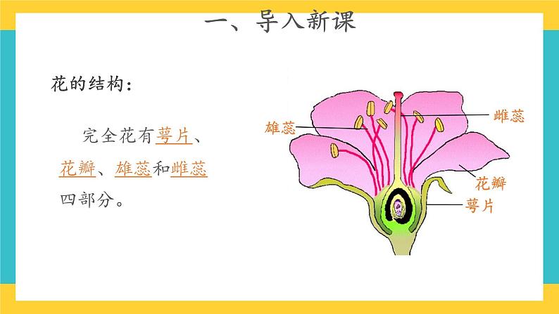 1.3 植物开花了 （课件+教案+视频）02