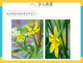 1.3 植物开花了 （课件+教案+视频）