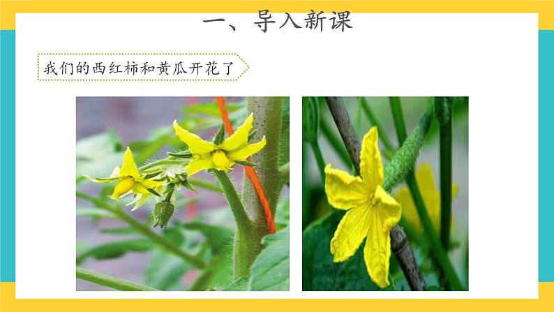 1.3 植物开花了 （课件+教案+视频）02