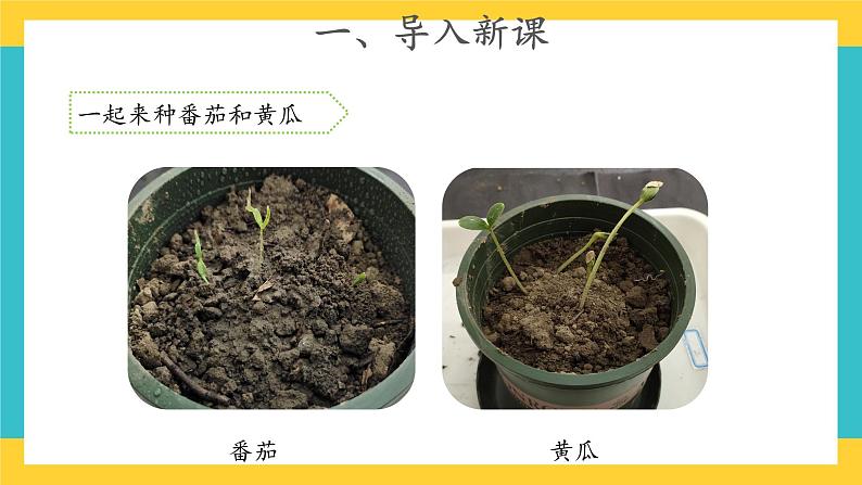 1.4 植物结果了 （课件+教案+视频）04