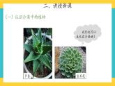 2.6 沙漠中的植物 （课件+教案+音频）