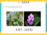 2.7 水里的植物 （课件+教案+素材）