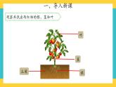 2.8 石头上的植物 （课件+教案+音频）