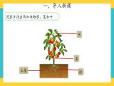 2.8 石头上的植物 （课件+教案+音频）