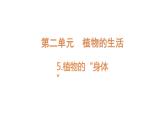 第5課 植物的“身體  （含練習(xí)）課件 三年級(jí)科學(xué)上冊(cè)  青島六三制