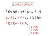 第5課 植物的“身體  （含練習(xí)）課件 三年級(jí)科學(xué)上冊(cè)  青島六三制