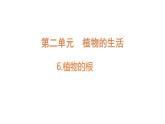 第6课 植物的根 （含练习）课件 三年级科学上册  青岛六三制