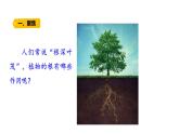 第6课 植物的根 （含练习）课件 三年级科学上册  青岛六三制