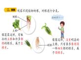 第6课 植物的根 （含练习）课件 三年级科学上册  青岛六三制