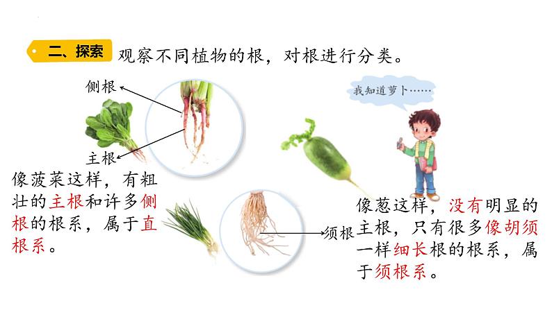 第6课 植物的根 （含练习）课件 三年级科学上册  青岛六三制第3页