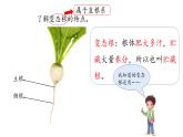 第6课 植物的根 （含练习）课件 三年级科学上册  青岛六三制