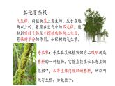 第6课 植物的根 （含练习）课件 三年级科学上册  青岛六三制