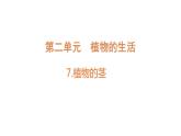 第7課 植物的莖 （含練習(xí)）課件 三年級(jí)科學(xué)上冊(cè)  青島六三制