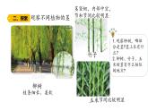 第7課 植物的莖 （含練習(xí)）課件 三年級(jí)科學(xué)上冊(cè)  青島六三制