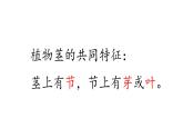 第7課 植物的莖 （含練習(xí)）課件 三年級(jí)科學(xué)上冊(cè)  青島六三制