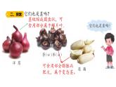 第7課 植物的莖 （含練習(xí)）課件 三年級(jí)科學(xué)上冊(cè)  青島六三制