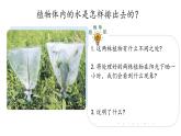 第8课 叶的蒸腾作用 （含练习）课件 三年级科学上册  青岛六三制