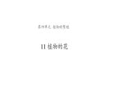 11、植物的花+三年級下冊科學+青島版課件PPT