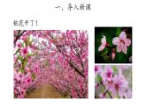 11、植物的花+三年级下册科学+青岛版课件PPT