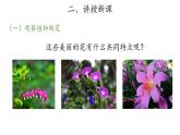 11、植物的花+三年级下册科学+青岛版课件PPT