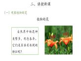 11、植物的花+三年級下冊科學+青島版課件PPT
