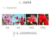 11、植物的花+三年級下冊科學+青島版課件PPT