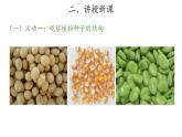 13、種子發(fā)芽了+三年級下冊科學(xué)+青島版課件PPT