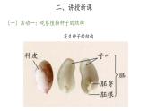 13、種子發(fā)芽了+三年級下冊科學(xué)+青島版課件PPT