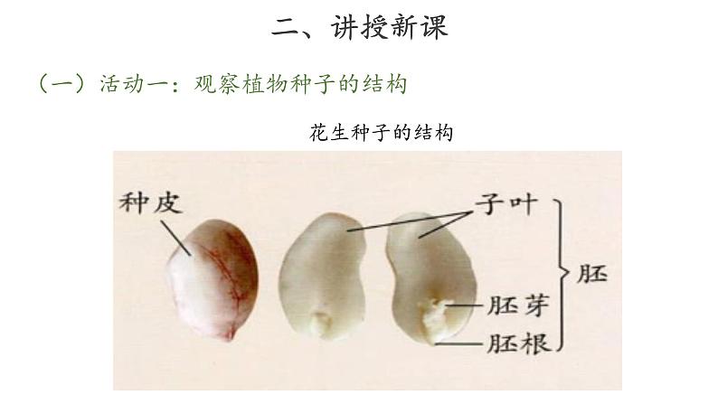 13、种子发芽了+三年级下册科学+青岛版课件PPT05