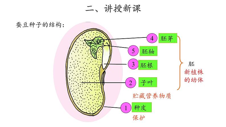 13、种子发芽了+三年级下册科学+青岛版课件PPT06