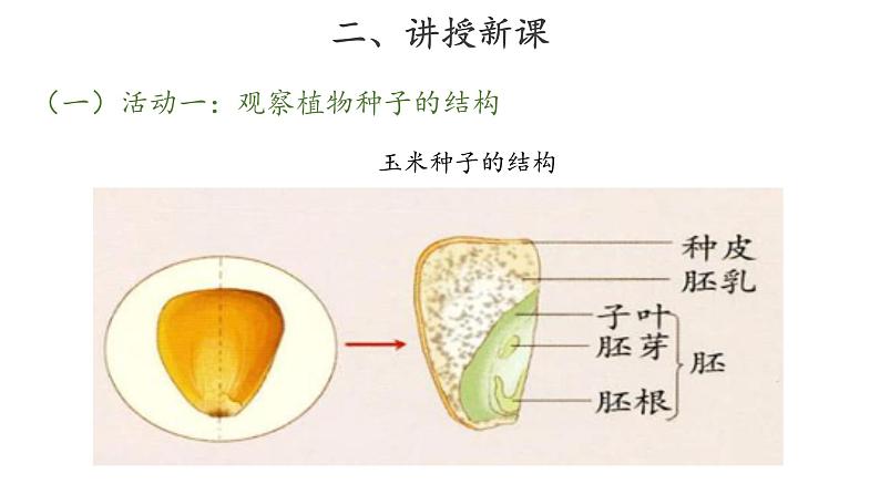 13、种子发芽了+三年级下册科学+青岛版课件PPT07