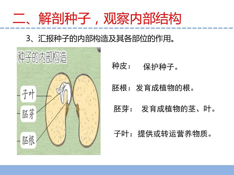 苏教版小学科学四下第四单元《12.用种子繁殖》课件PPT+教案+视频素材07