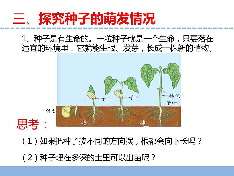 苏教版小学科学四下第四单元《12.用种子繁殖》课件PPT+教案+视频素材08