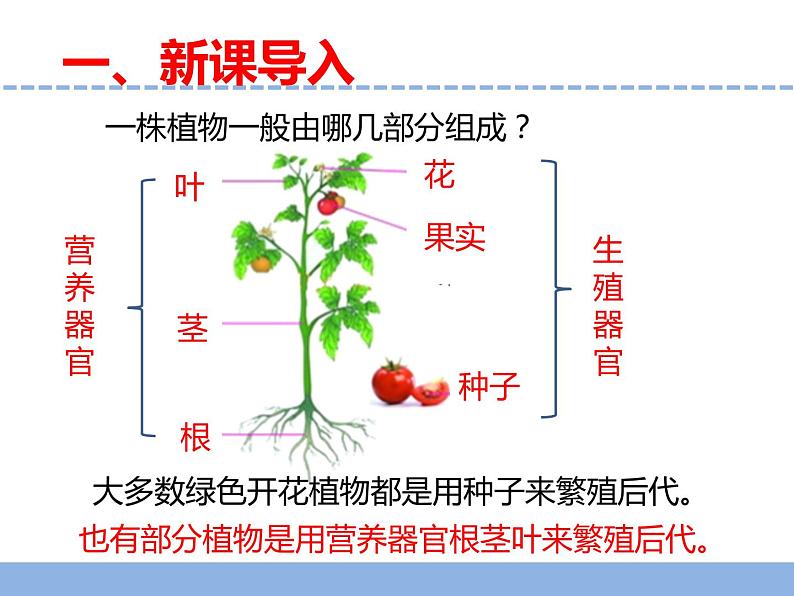苏教版小学科学四年级下册第四单元《13.用根茎叶繁殖》课件第3页