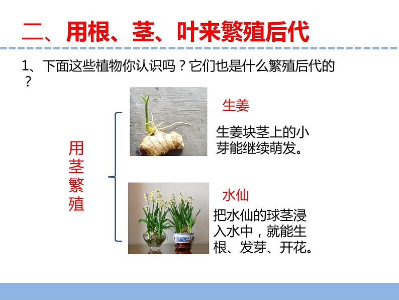 苏教版小学科学四年级下册第四单元《13.用根茎叶繁殖》课件第5页