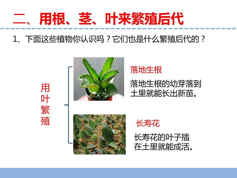 苏教版小学科学四年级下册第四单元《13.用根茎叶繁殖》课件第6页